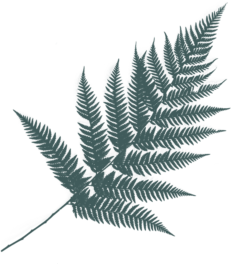Hoja decorativa verde
